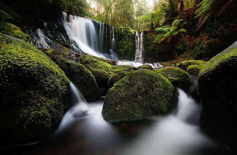 Horseshoe Falls - Parc national de Mt Field, Tasmanie (Australie).  (Auteur : Source Wikipédia - Photo JJ Harrison)