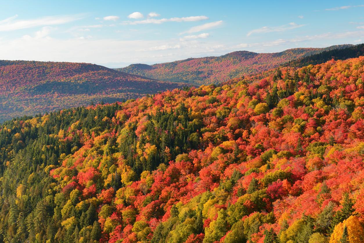 Source : The-forest-time.com